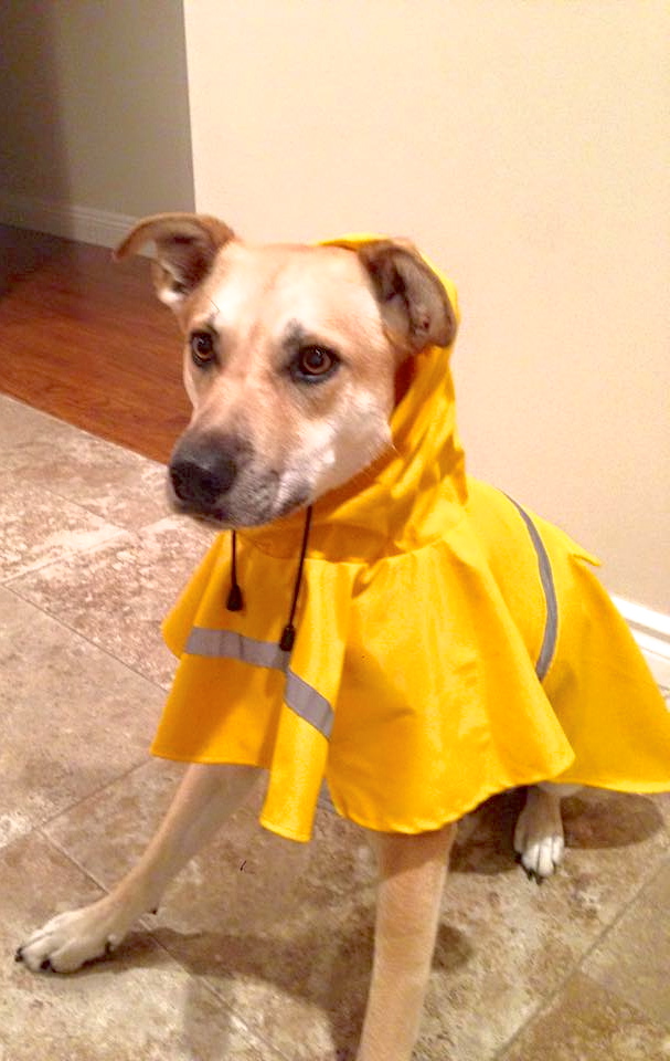 Allie raincoat